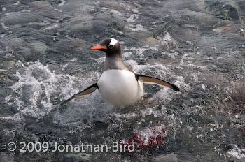 Gentoo Penguin [Pygoscelis papua]