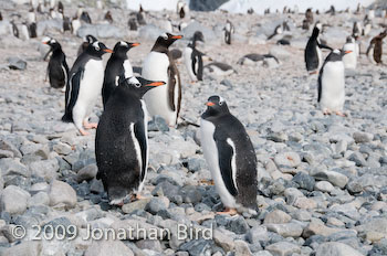 Gentoo Penguin [Pygoscelis papua]