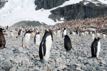 Gentoo Penguin [Pygoscelis papua]