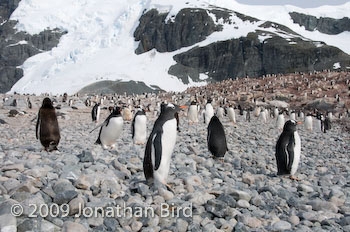 Gentoo Penguin [Pygoscelis papua]