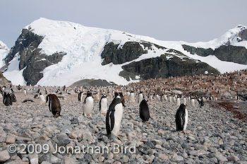 Gentoo Penguin [Pygoscelis papua]