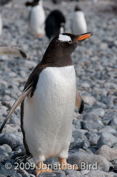 Gentoo Penguin [Pygoscelis papua]