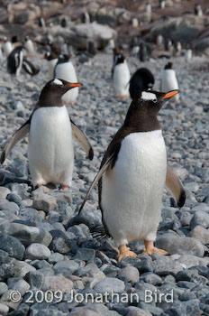 Gentoo Penguin [Pygoscelis papua]