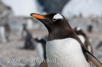 Gentoo Penguin [Pygoscelis papua]