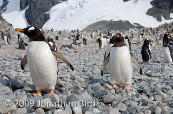 Gentoo Penguin [Pygoscelis papua]