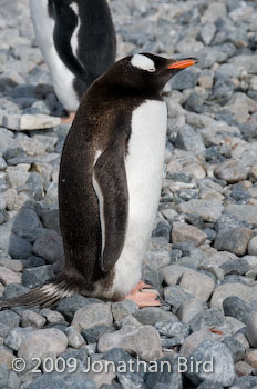 Gentoo Penguin [Pygoscelis papua]