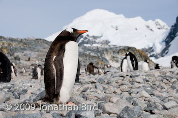 Gentoo Penguin [Pygoscelis papua]