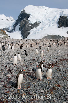 Gentoo Penguin [Pygoscelis papua]