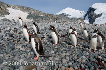 Gentoo Penguin [Pygoscelis papua]