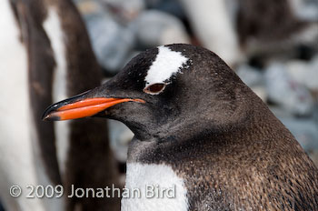 Gentoo Penguin [Pygoscelis papua]