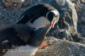 Gentoo Penguin [Pygoscelis papua]