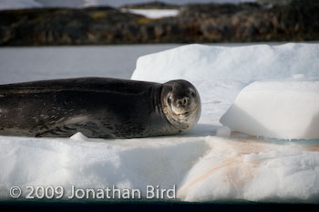 Leopard Seal [Hydruga leptonyx]