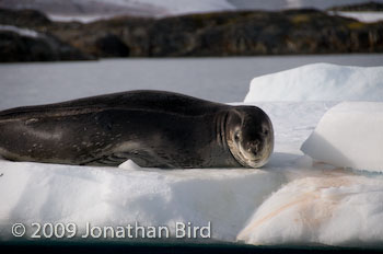 Leopard Seal [Hydruga leptonyx]