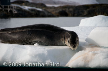 Leopard Seal [Hydruga leptonyx]