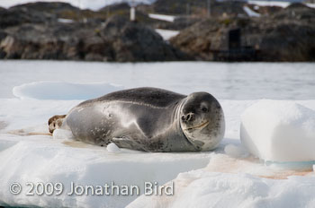 Leopard Seal [Hydruga leptonyx]