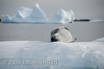 Leopard Seal [Hydruga leptonyx]