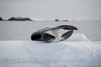 Leopard Seal [Hydruga leptonyx]