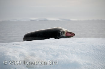 Leopard Seal [Hydruga leptonyx]