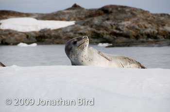 Leopard Seal [Hydruga leptonyx]