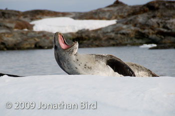 Leopard Seal [Hydruga leptonyx]