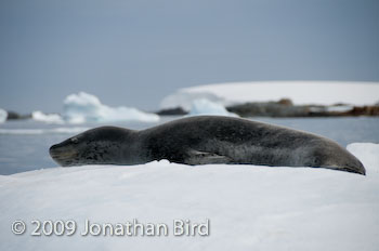 Leopard Seal [Hydruga leptonyx]