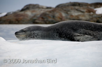 Leopard Seal [Hydruga leptonyx]