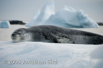 Leopard Seal [Hydruga leptonyx]