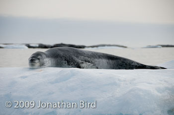 Leopard Seal [Hydruga leptonyx]