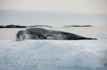 Leopard Seal [Hydruga leptonyx]