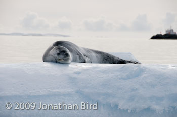 Leopard Seal [Hydruga leptonyx]