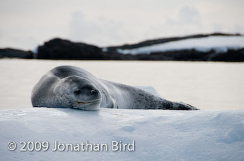 Leopard Seal [Hydruga leptonyx]