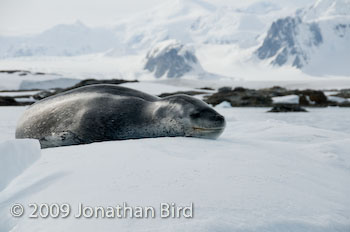 Leopard Seal [Hydruga leptonyx]