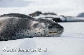 Leopard Seal [Hydruga leptonyx]