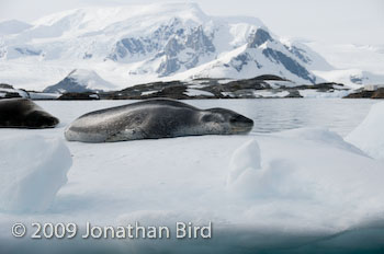 Leopard Seal [Hydruga leptonyx]