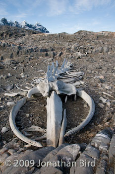  Whale bones [--]