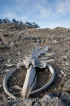  Whale bones [--]