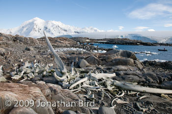  Whale bones [--]