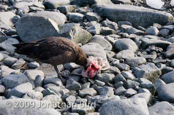 Brown Skua [Catharacta antarctica]