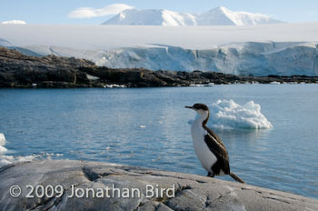 Blue-eye Shag [Phalacrocorax atriceps]