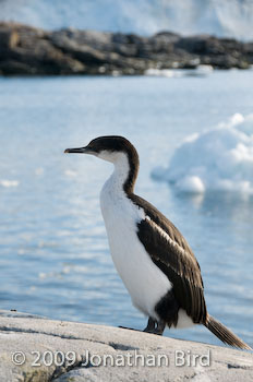 Blue-eye Shag [Phalacrocorax atriceps]