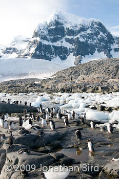 Gentoo Penguin [Pygoscelis papua]