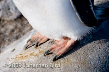 Gentoo Penguin [Pygoscelis papua]