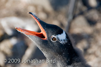 Gentoo Penguin [Pygoscelis papua]