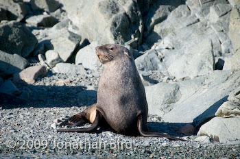 Antarctic Fur seal [Arctocephalus gazella]