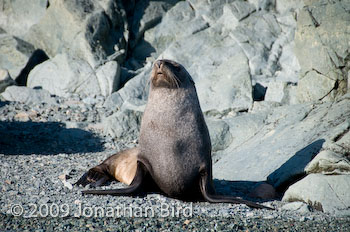 Antarctic Fur seal [Arctocephalus gazella]