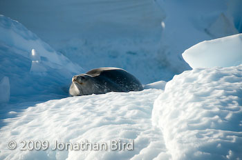 Weddell Seal [Leptonychotes weddellii]