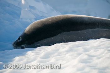 Weddell Seal [Leptonychotes weddellii]