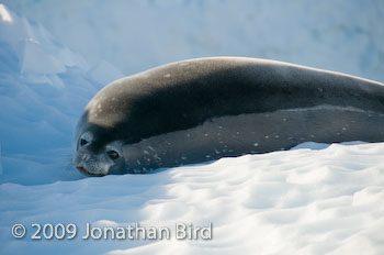 Weddell Seal [Leptonychotes weddellii]