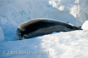 Weddell Seal [Leptonychotes weddellii]