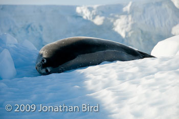 Weddell Seal [Leptonychotes weddellii]